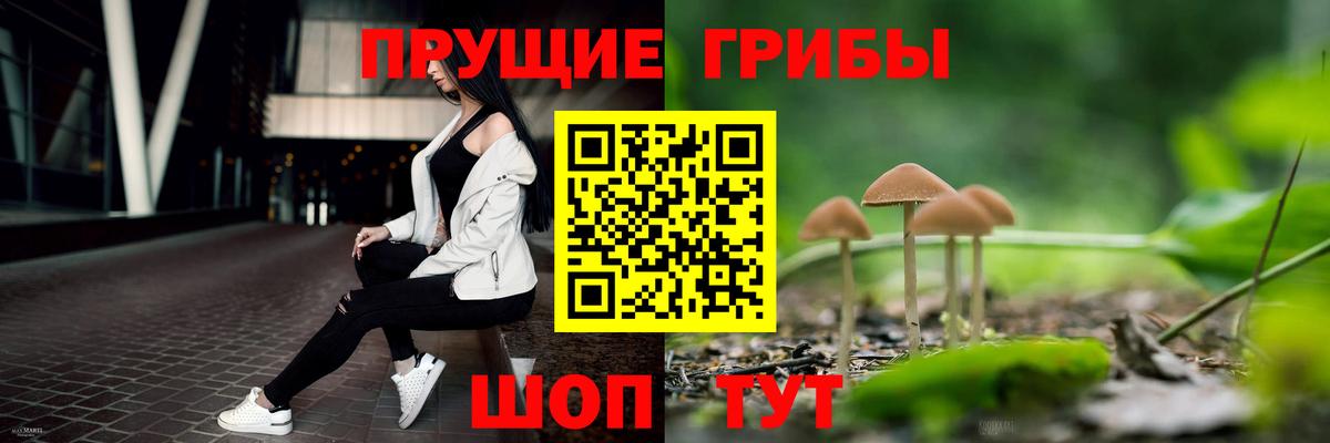 Псилоцибиновые грибы мицелий  Псилоцибиновые грибы GOLDEN TEACHER  магазин продажи наркотиков  Хасавюрт  Вход с VPN 
